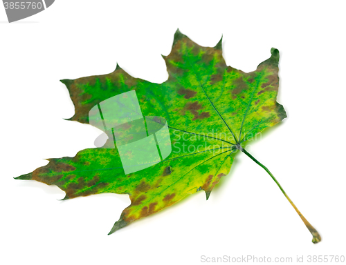 Image of Green maple-leaf isolated on white background