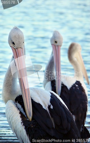 Image of three pelicans