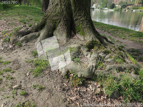 Image of Tree roots near a river
