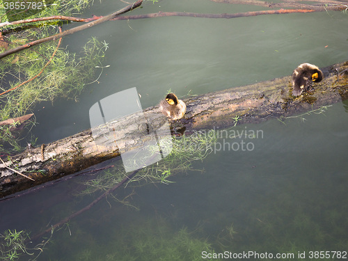 Image of Baby duck birds