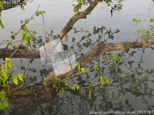 Image of Tree branch in river