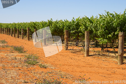 Image of grape vines