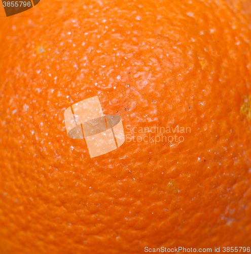 Image of Orange fruit (Citrus)