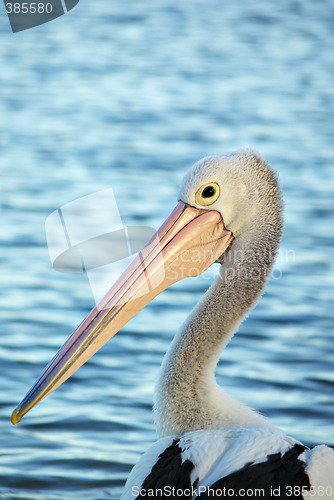 Image of pelican