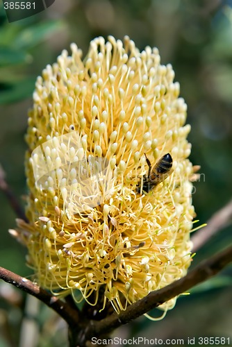 Image of bee and the banksia