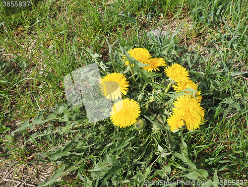 Image of Yellow Common Dandelion flower