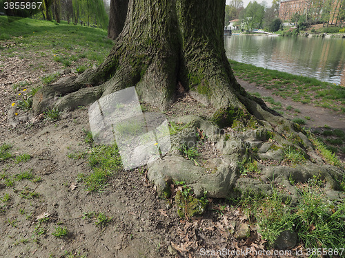 Image of Tree roots near a river