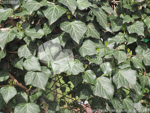 Image of Green Ivy plant