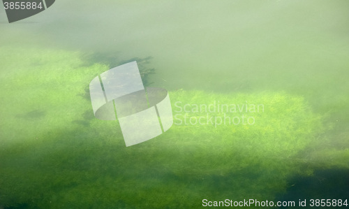 Image of Green Algae underwater