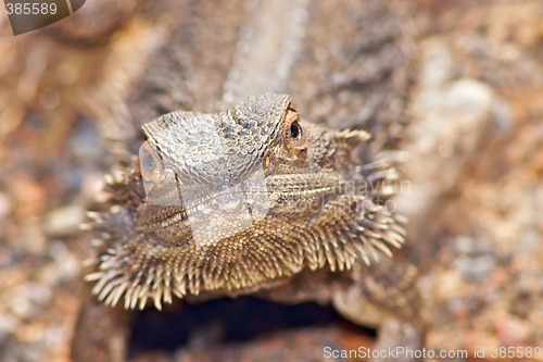 Image of lizard looking into camera