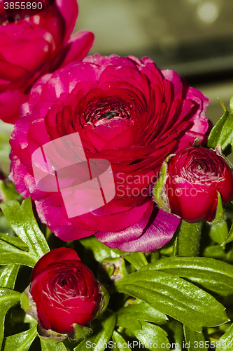 Image of ranunculus 