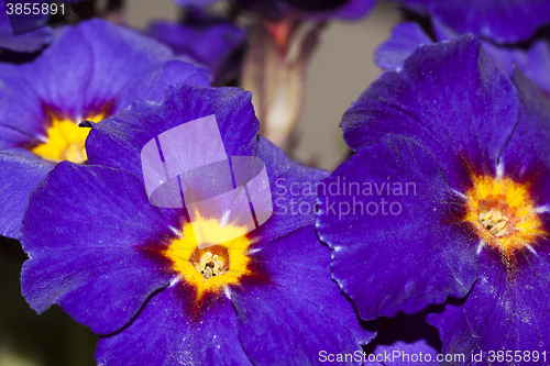 Image of primroses