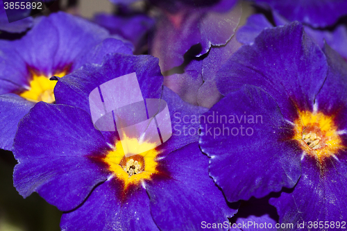 Image of primroses