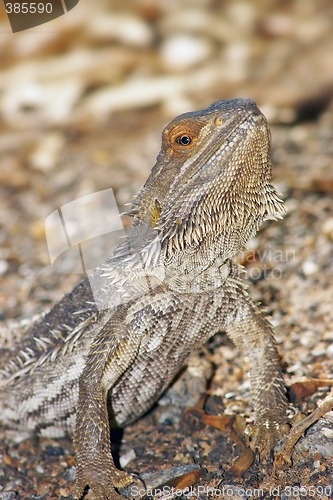 Image of central bearded dragon