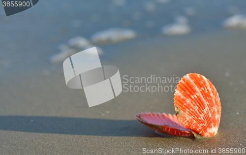 Image of Shell on a sandy beach