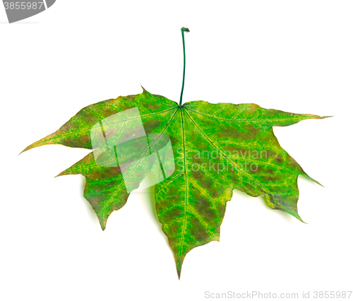 Image of Multicolor maple-leaf on white