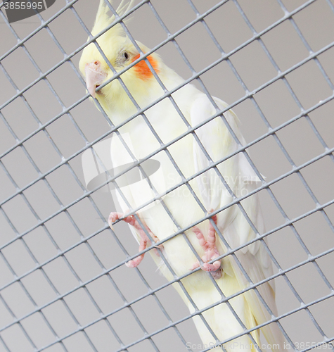 Image of White bird in a cage