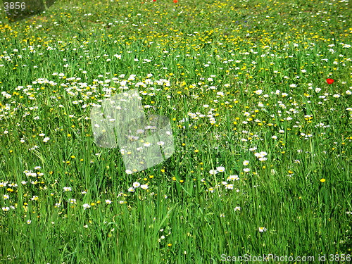 Image of Fields and daisies