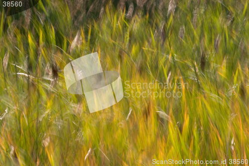 Image of Reed Abstract