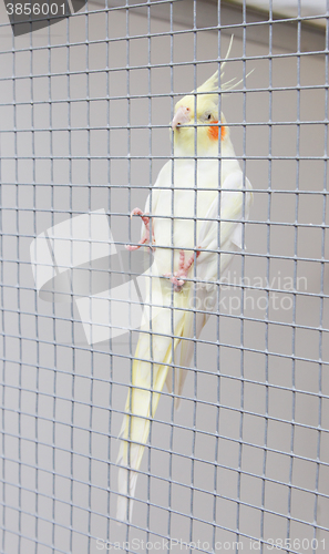 Image of White bird in a cage