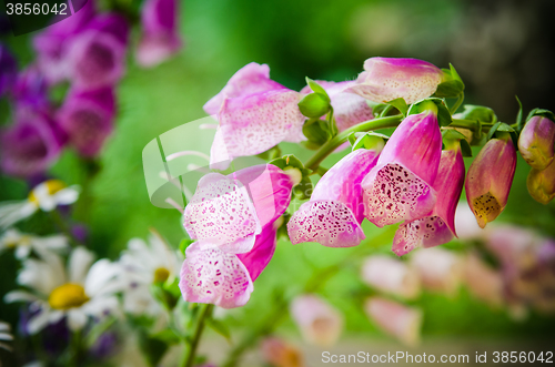 Image of Bouquet of beautiful summer flowers, close-up  