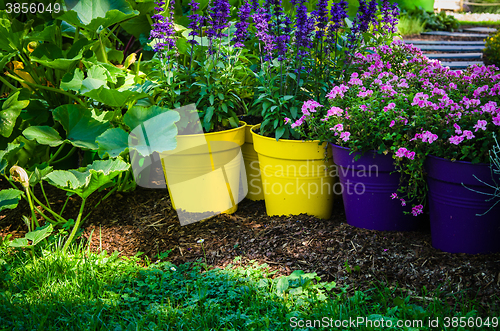 Image of Beautiful flowers pots stand in the garden, close-up  