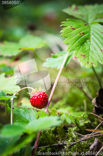 Image of Ripe strawberries in the forest, close-up