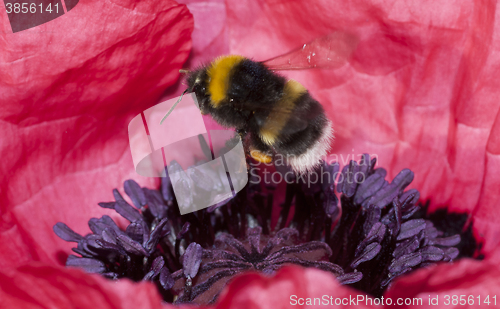 Image of bumble bee in flight