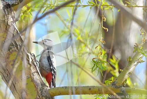 Image of Great spotted Woodpecker