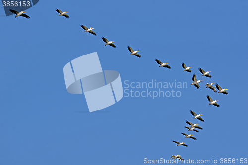 Image of Pelicans flying against the sky