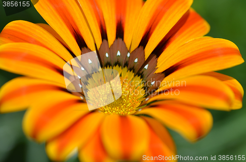 Image of Beautiful flower in a meadow