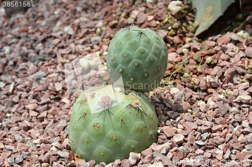 Image of Cactus planted in a botanical garden.