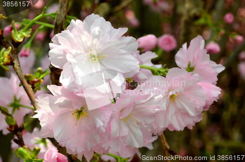 Image of Sakura, the famouse flower of Japan