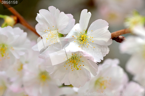 Image of Beautiful Cherry blossom