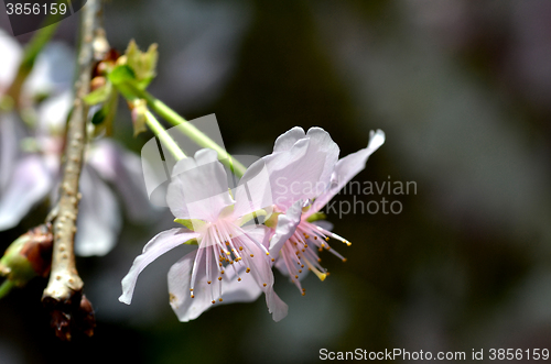 Image of Beautiful Cherry blossom