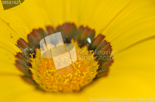 Image of Beautiful flower in a meadow
