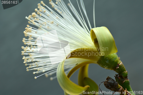 Image of Detail flower of shaving bush tree 