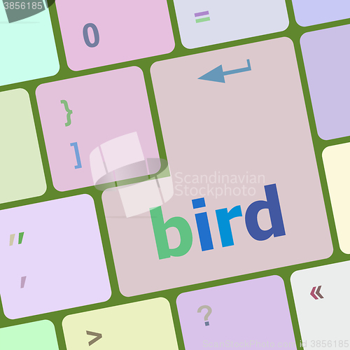 Image of Button keyboard key, keypad with bird word vector illustration