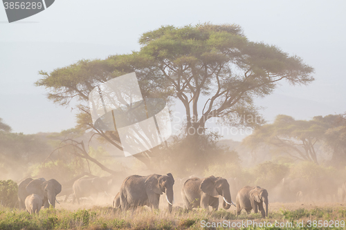 Image of Elephants in front of Kilimanjaro, Amboseli, Kenya