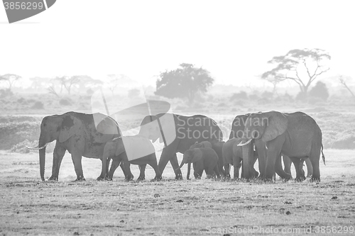 Image of Herd of elephants in Amboseli National park Kenya