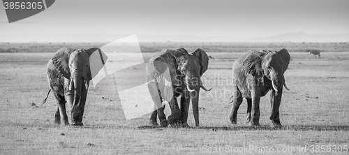 Image of Herd of elephants in Amboseli National park Kenya