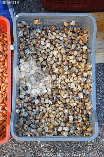 Image of Snails