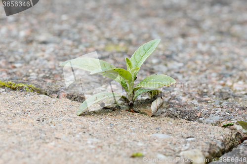 Image of Weed growing in the cracks between patio stones