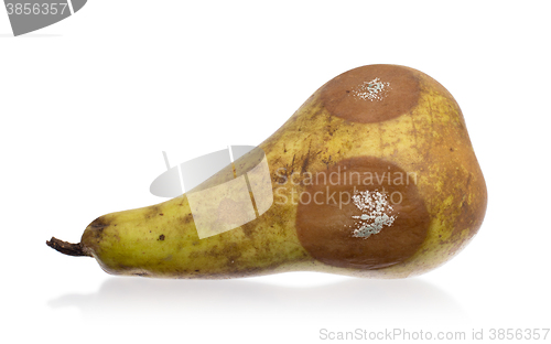 Image of Close up of a pear with white area of fungus growing on it