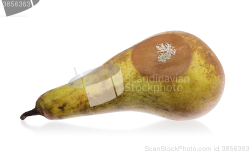 Image of Close up of a pear with white area of fungus growing on it