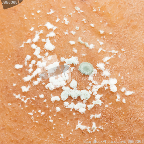 Image of Pear with white area of fungus growing on it, selective focus