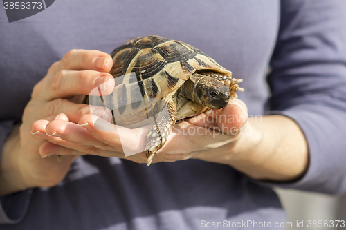 Image of Turtles in the hands of a woman