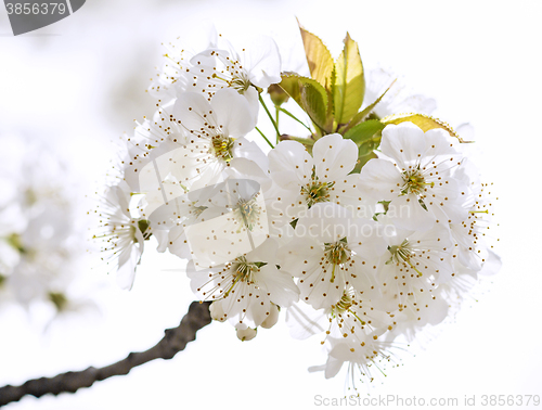 Image of Cherry blossom in full bloom