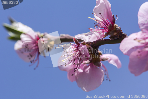 Image of Cherry blossom in full bloom