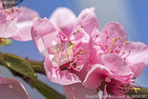 Image of Cherry blossom in full bloom